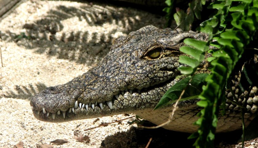alligator-amphibian-animal-347721. pexels.com